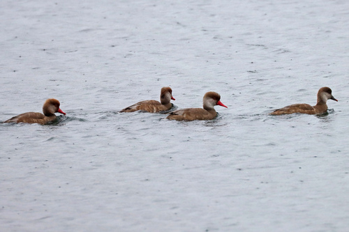 iNaturalist image