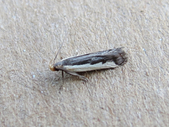 Dichomeris setosella