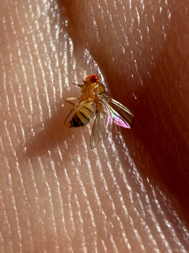 Drosophila melanogaster observed 2026-10-22