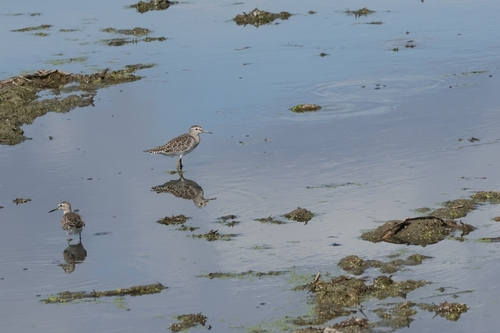 iNaturalist image