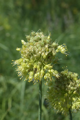 Allium obliquum