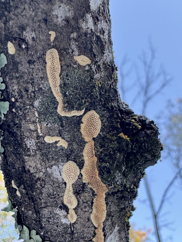 Junghuhnia nitida observed 2026-10-22