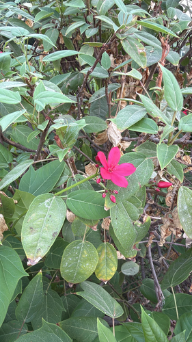 Jatropha integerrima observed 2026-10-22