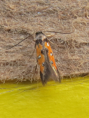 Chrysoclista linneella