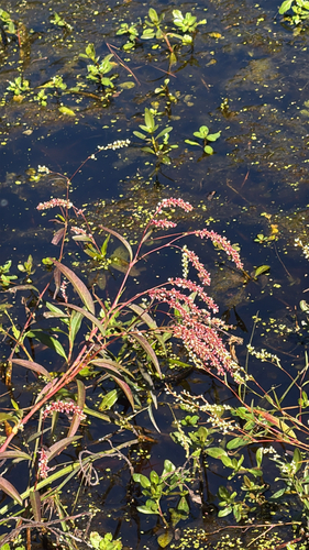 Persicaria glabra observed 2026-10-22