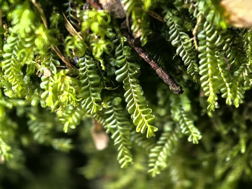 Plagiochila porelloides, 2026-10-21