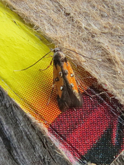 Chrysoclista linneella