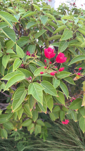 Jatropha integerrima observed 2026-10-22
