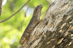 Ctenosaura oaxacana