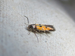 Chrysoclista linneella
