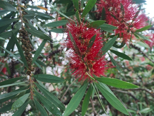 weeping bottlebrush