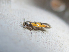 Chrysoclista linneella
