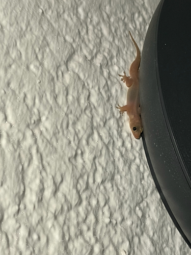Gehyra mutilata observed 2026-10-22