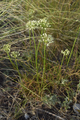 Allium flavescens