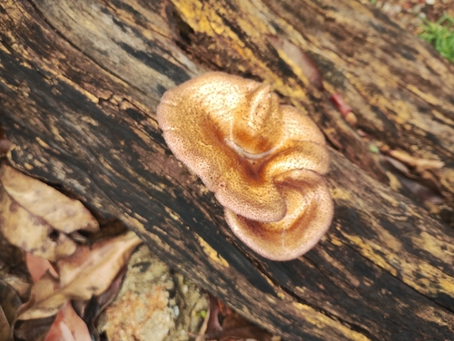 Panus strigellus