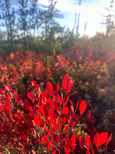 black huckleberry