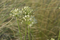 Allium flavescens