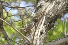 Ctenosaura oaxacana