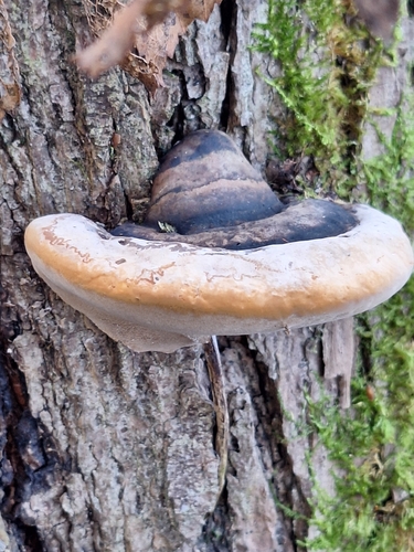 Phellinus igniarius, 2026-10-22
