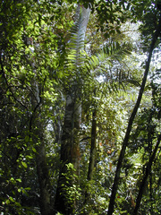 Ptychosperma macarthurii