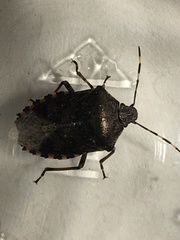 Rhaphigaster nebulosa