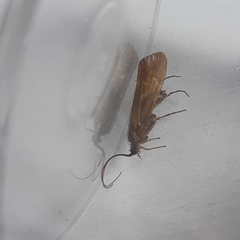 Limnephilus auricula