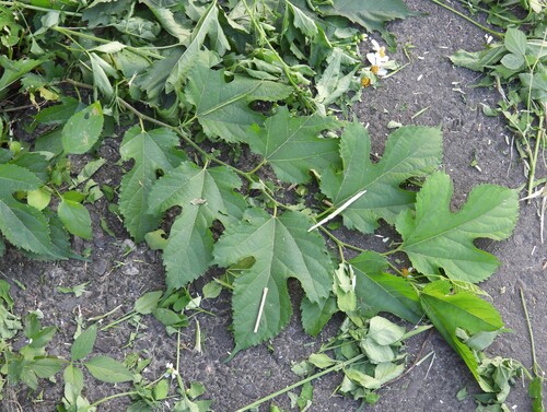 Morus indica observed 2026-10-21
