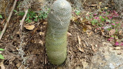 Mammillaria flavicentra