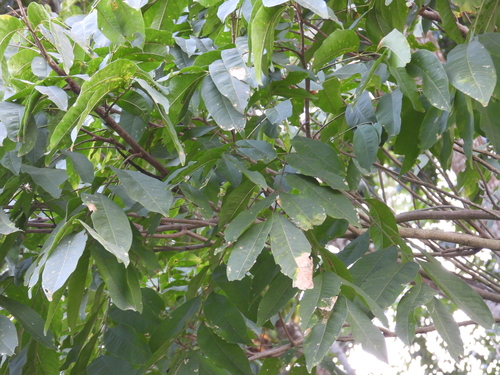 Sapindus mukorossi observed 2026-10-21