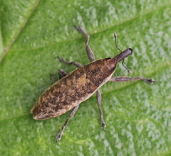 Lixus subtilis