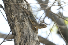 Ctenosaura oaxacana
