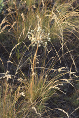 Allium tulipifolium