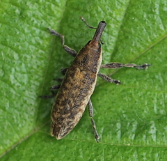 Lixus subtilis