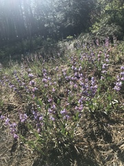 Penstemon pachyphyllus