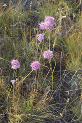 Allium lineare