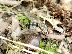 Microphthalma disjuncta