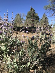 Penstemon pachyphyllus