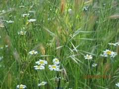 Dactylis glomerata hispanica