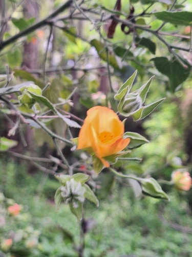 Abutilon grandifolium observed 2026-10-21