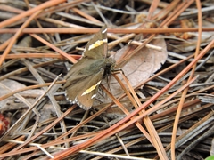 Thorybes pseudocellus