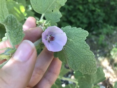 Malacothamnus aboriginum