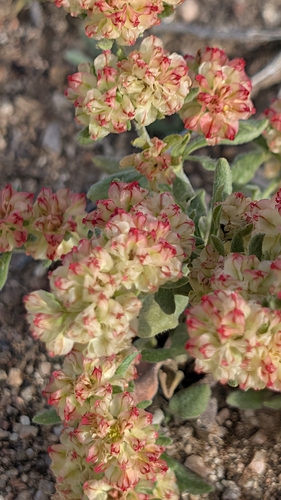 Abert's buckwheat