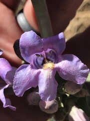 Penstemon pachyphyllus