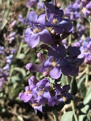 Penstemon pachyphyllus