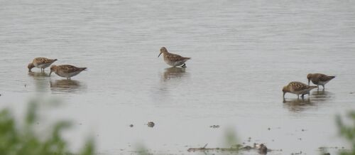 iNaturalist image