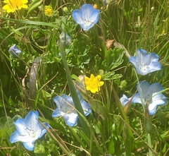 Nemophila menziesii menziesii
