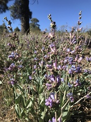 Penstemon pachyphyllus