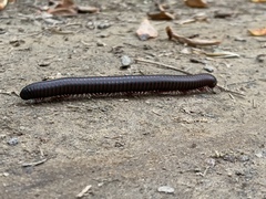 Narceus americanus