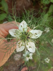 Nigella damascena