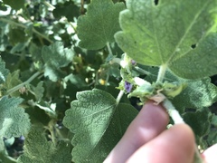 Malacothamnus aboriginum